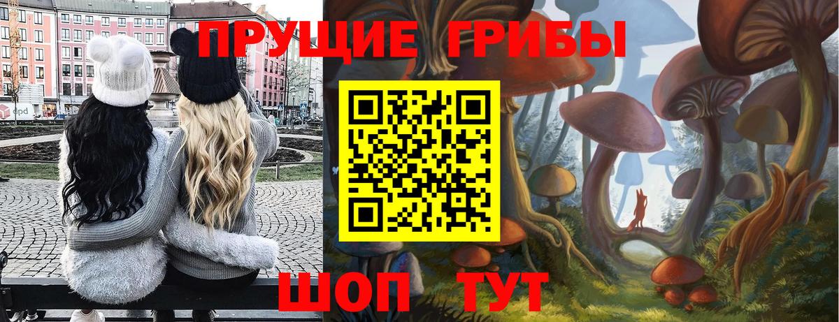 Галлюциногенные грибы Cubensis Пятигорск